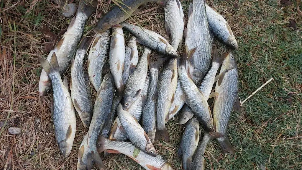 ماهیگری در رودخانه سزار