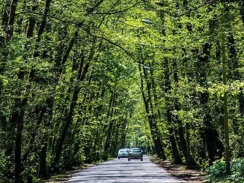 جاده جنگل گیسوم با درختان کشیده