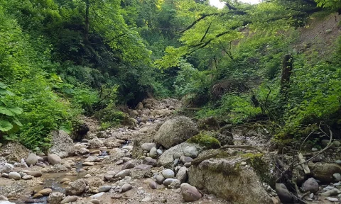 پلنگ دره