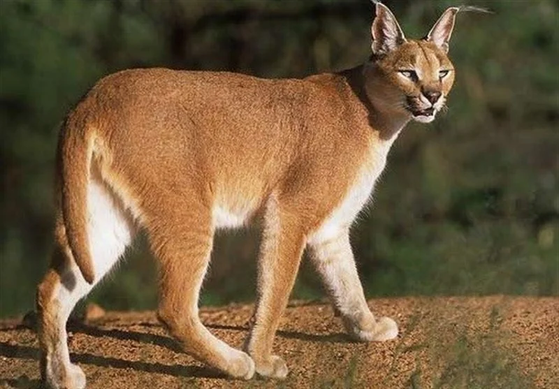 استان سمنان زیستگاه سازگار هشت گونه گربه‌سانان است