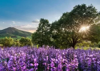 بهترین شهر ایران برای مسافرت در بهار