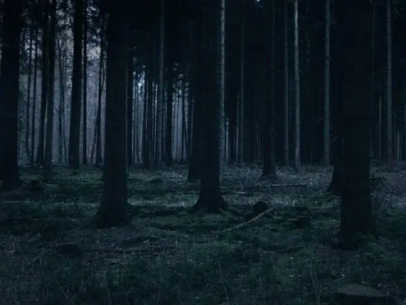 جنگل جیغ مشهد در شب 