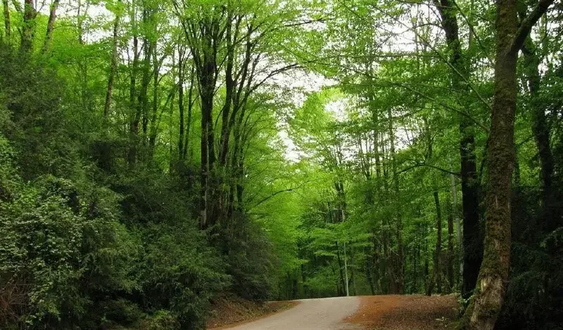 جنگل جوارم فیروزکوه
