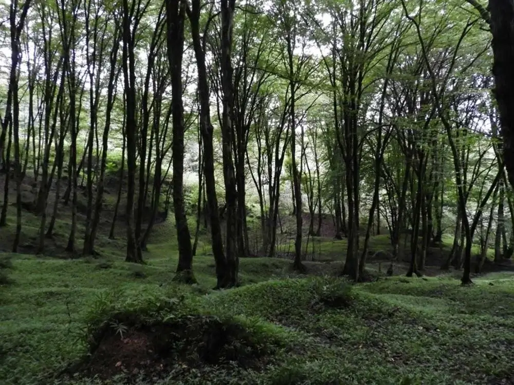 جنگل جوارم در استان مازندران 