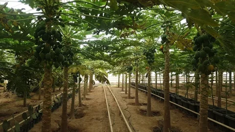جنگل استوایی تهران