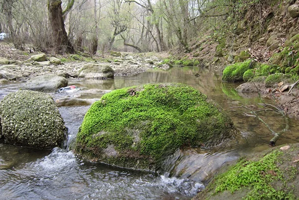 تنگه چهل چای