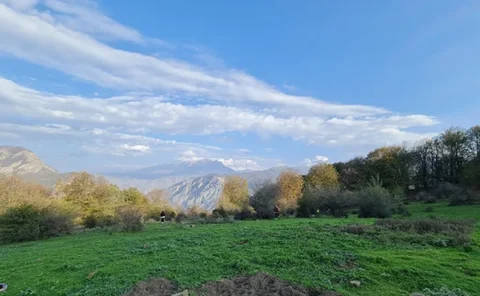 جنگل ارفع ده