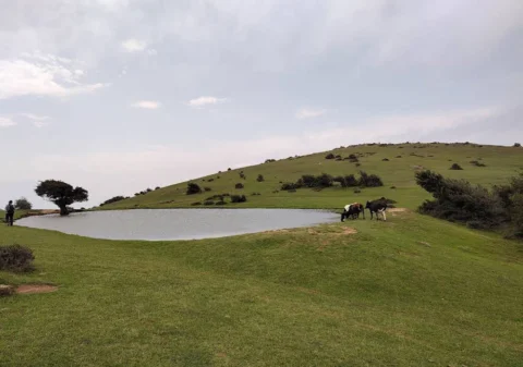 آبگیر گلدیان