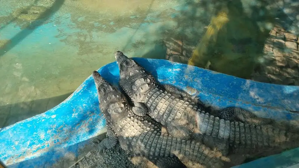 تمساح در پارک وحش صفه
