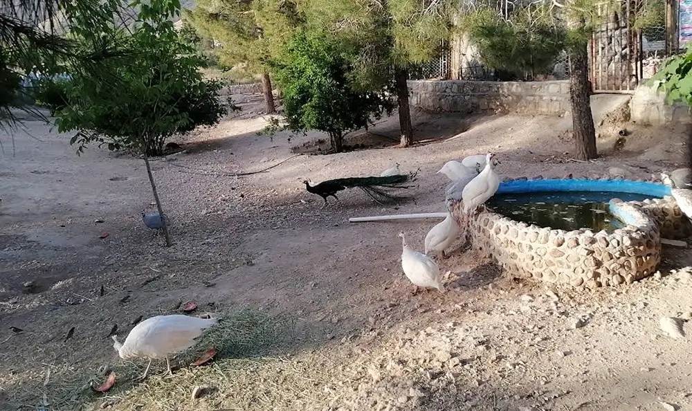 اردک های باغ وحش شیراز