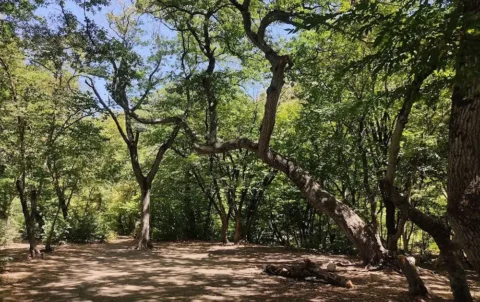 پارک ملی گلستان گرگان