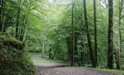 جنگل تیلاکنار