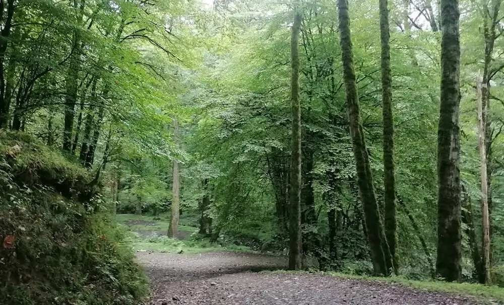 جنگل تیلاکنار